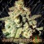 Micron Auto by Top Tao Cannabis Seeds For Sale at Just Feminized