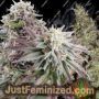 Semi Auto by Top Tao Cannabis Seeds For Sale at Just Feminized