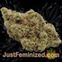 Red Afro by Tropical Seeds Buds Weed Ganja Skunk Pot Reefer Dope Herb Pics Images