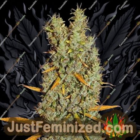 Zamalmystik by Tropical Seeds Cannabis Seeds For Sale at Just Feminized