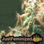 Zamalmystik by Tropical Seeds THC CBD Close Up Trichomes Potency Yield Indica Sativa Strain Pic Images