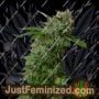 Amnezia by VIP Seeds Cannabis Seeds For Sale at Just Feminized