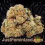 Amnezia by VIP Seeds Buds Weed Ganja Skunk Pot Reefer Dope Herb Pics Images