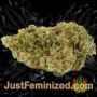 Amnezia by VIP Seeds Buds Weed Ganja Skunk Pot Reefer Dope Herb Pics Images