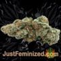 Amnezia by VIP Seeds Buds Weed Ganja Skunk Pot Reefer Dope Herb Pics Images