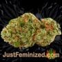 Amnezia by VIP Seeds Buds Weed Ganja Skunk Pot Reefer Dope Herb Pics Images