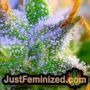 Amnezia by VIP Seeds THC CBD Close Up Trichomes Potency Yield Indica Sativa Strain Pic Images