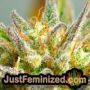 Amnezia by VIP Seeds THC CBD Close Up Trichomes Potency Yield Indica Sativa Strain Pic Images