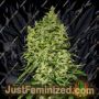 Afghani Auto by VIP Seeds Cannabis Seeds For Sale at Just Feminized