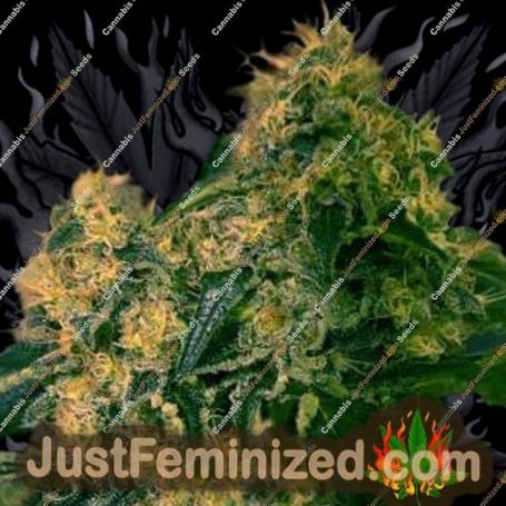 Torpedo Auto by VIP Seeds Cannabis Seeds For Sale at Just Feminized