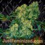 Chingis Khan by VIP Seeds Cannabis Seeds For Sale at Just Feminized