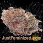 Chingis Khan by VIP Seeds Buds Weed Ganja Skunk Pot Reefer Dope Herb Pics Images