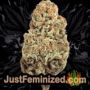 Chingis Khan by VIP Seeds Buds Weed Ganja Skunk Pot Reefer Dope Herb Pics Images
