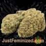 Chingis Khan by VIP Seeds Buds Weed Ganja Skunk Pot Reefer Dope Herb Pics Images