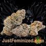 Chingis Khan by VIP Seeds Buds Weed Ganja Skunk Pot Reefer Dope Herb Pics Images