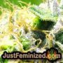 Chingis Khan by VIP Seeds THC CBD Close Up Trichomes Potency Yield Indica Sativa Strain Pic Images