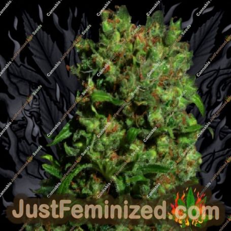 Critical VIP by VIP Seeds Cannabis Seeds For Sale at Just Feminized