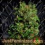 Critical VIP by VIP Seeds Cannabis Seeds For Sale at Just Feminized