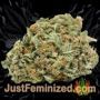Critical VIP by VIP Seeds Buds Weed Ganja Skunk Pot Reefer Dope Herb Pics Images