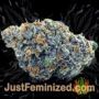 Critical VIP by VIP Seeds Buds Weed Ganja Skunk Pot Reefer Dope Herb Pics Images