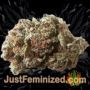 Critical VIP by VIP Seeds Buds Weed Ganja Skunk Pot Reefer Dope Herb Pics Images