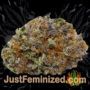 Critical VIP by VIP Seeds Buds Weed Ganja Skunk Pot Reefer Dope Herb Pics Images