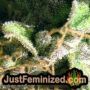 Critical VIP by VIP Seeds THC CBD Close Up Trichomes Potency Yield Indica Sativa Strain Pic Images