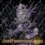 Currant Kush by VIP Seeds Cannabis Seeds For Sale at Just Feminized
