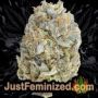 Currant Kush by VIP Seeds Buds Weed Ganja Skunk Pot Reefer Dope Herb Pics Images