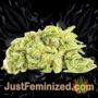 Currant Kush by VIP Seeds Buds Weed Ganja Skunk Pot Reefer Dope Herb Pics Images