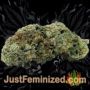 Currant Kush by VIP Seeds Buds Weed Ganja Skunk Pot Reefer Dope Herb Pics Images