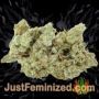 Currant Kush by VIP Seeds Buds Weed Ganja Skunk Pot Reefer Dope Herb Pics Images