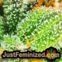 Currant Kush by VIP Seeds THC CBD Close Up Trichomes Potency Yield Indica Sativa Strain Pic Images