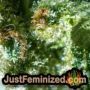 Currant Kush by VIP Seeds THC CBD Close Up Trichomes Potency Yield Indica Sativa Strain Pic Images