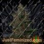 Indian Kush by VIP Seeds Cannabis Seeds For Sale at Just Feminized
