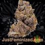 Indian Kush by VIP Seeds Buds Weed Ganja Skunk Pot Reefer Dope Herb Pics Images