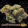 Indian Kush by VIP Seeds Buds Weed Ganja Skunk Pot Reefer Dope Herb Pics Images