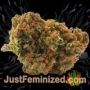 Indian Kush by VIP Seeds Buds Weed Ganja Skunk Pot Reefer Dope Herb Pics Images