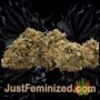 Indian Kush by VIP Seeds Buds Weed Ganja Skunk Pot Reefer Dope Herb Pics Images