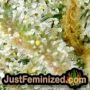 Indian Kush by VIP Seeds THC CBD Close Up Trichomes Potency Yield Indica Sativa Strain Pic Images