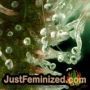 Indian Kush by VIP Seeds THC CBD Close Up Trichomes Potency Yield Indica Sativa Strain Pic Images