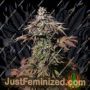 Landysh by VIP Seeds Cannabis Seeds For Sale at Just Feminized
