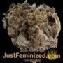 Landysh by VIP Seeds Buds Weed Ganja Skunk Pot Reefer Dope Herb Pics Images