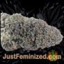 Landysh by VIP Seeds Buds Weed Ganja Skunk Pot Reefer Dope Herb Pics Images