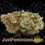 Landysh by VIP Seeds Buds Weed Ganja Skunk Pot Reefer Dope Herb Pics Images