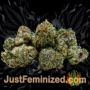 Landysh by VIP Seeds Buds Weed Ganja Skunk Pot Reefer Dope Herb Pics Images