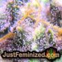 Landysh by VIP Seeds THC CBD Close Up Trichomes Potency Yield Indica Sativa Strain Pic Images