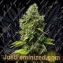 Mr Fix by VIP Seeds Cannabis Seeds For Sale at Just Feminized