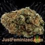 Mr Fix by VIP Seeds Buds Weed Ganja Skunk Pot Reefer Dope Herb Pics Images