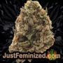 Mr Fix by VIP Seeds Buds Weed Ganja Skunk Pot Reefer Dope Herb Pics Images